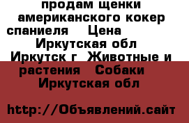 продам щенки американского кокер спаниеля  › Цена ­ 12 000 - Иркутская обл., Иркутск г. Животные и растения » Собаки   . Иркутская обл.